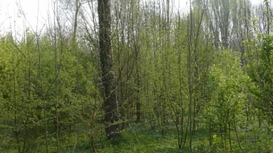 groene omgeving met bomen naast wandelpad 