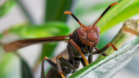 close-up van vermoedelijk een Aziatische hoornaar
