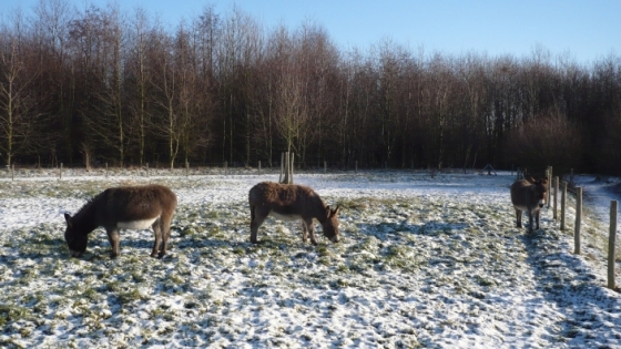 ezels binnenin een omheining in een winters Groene Long