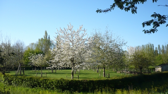 bomen met witte bloesems in grasveld afgesloten door lage sparren