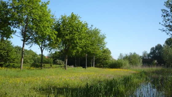 moerasoever naast grasveld met kleurrijke paarse en gele bloemen, grenzend aan wandelpad met rij bomen