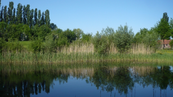 vijver Groene Long met hoge grassen en de zogenaamde 'Teletubbieberg' op de achtergrond