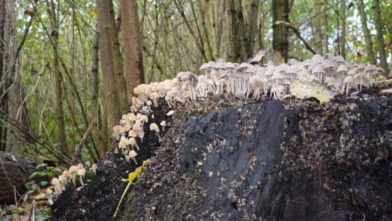 plaatselijke verhoging stuk grond bedekt met paddenstoelen