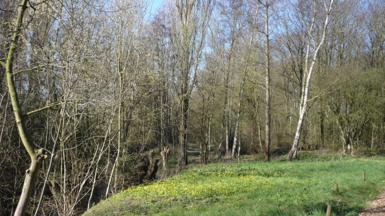lente inzicht bosrijke omgeving met grasveld 