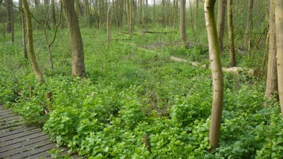 bosrijke omgeving met laagroeiende planten en een wandelpad