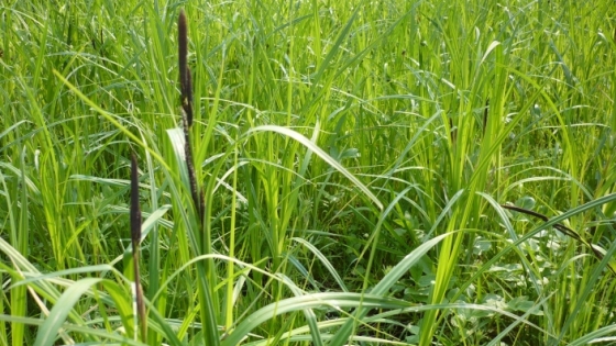 hoge grassen met dichte begroeiing