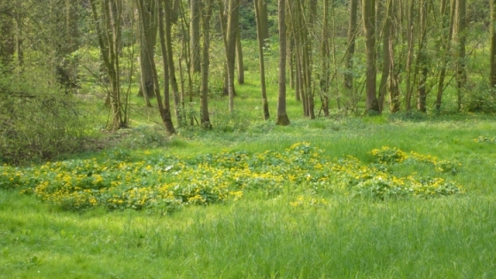 grasveld met geringe begroeiing en bomen op de achtergrond aan Heulebeek