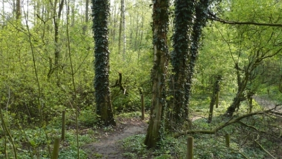 wandelpad in bos met enkele bomen en lage begroeiing