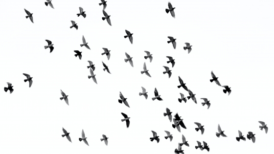 vogels in de lucht in volle vlucht