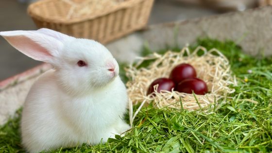 wit konijn in thema van Pasen