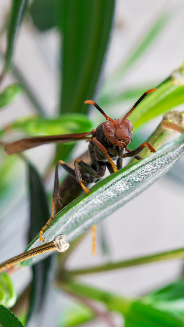 close-up van vermoedelijk een Aziatische hoornaar
